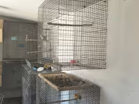 Metalkarkas quş qəfəsləri – iri həcmli model Məhsul təsviri: - — foto 5