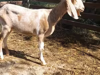Ziege, Nubian Goat — Foto 2