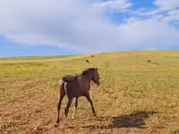 Hengst, Karabakh horse — Foto 3