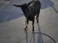 Dişi keçi, Alpine goat — foto 2
