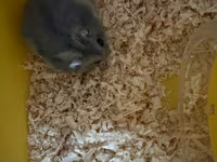 Kiçik heyvan dəsti – cüce hamster və qəfəsi - Növ: cüce hamster (boz — Foto 1