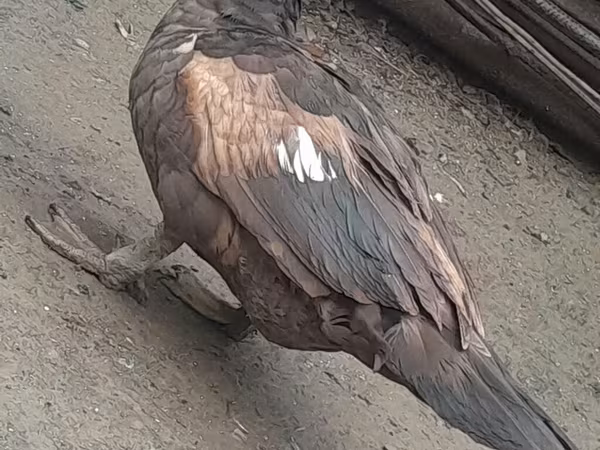 Ducks