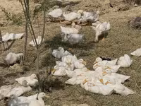 Ducks — Foto 1