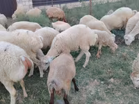 मेढ़ा, भेड़ — फ़ोटो 7