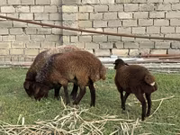 Қойлар (топ, жынысы көрсетілмеген), Қойлар — 4-сурет