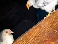 Chickens — Foto 2