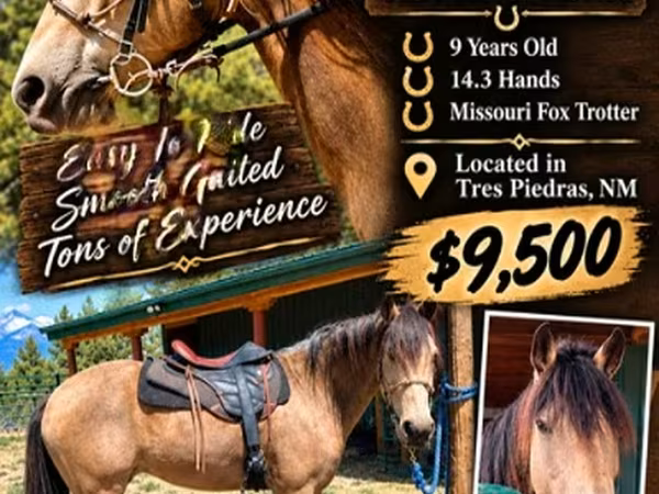 Caballo, Missouri foxtrotter