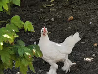 Chickens — الصورة 1