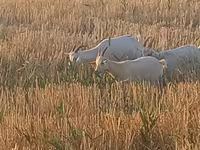 Qoyun, Qoyunlar — foto 5