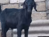 Taka, Anatolian Black goats — 1-rasm