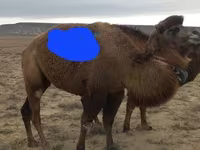 ناقة, Kazakh Bactrian camel — الصورة 3