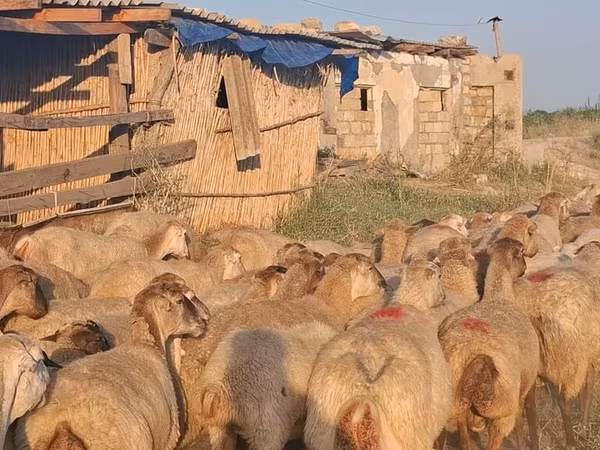 أغنام (دفعة، الجنس غير محدد), الأغنام