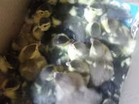 Ducks — फ़ोटो 1