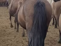 母马, Horses — 照片 1