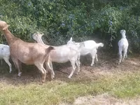 बकरी, LaMancha goats — फ़ोटो 3