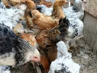 Brahma — Foto 4