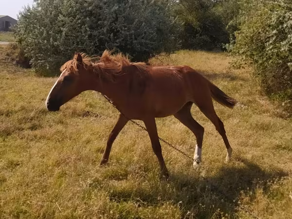Caballo, Caballos