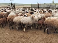 公羊, Edilbay sheep — 照片 7