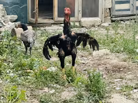 Chickens — foto 3