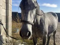 حصان, Orlov Trotter — الصورة 2