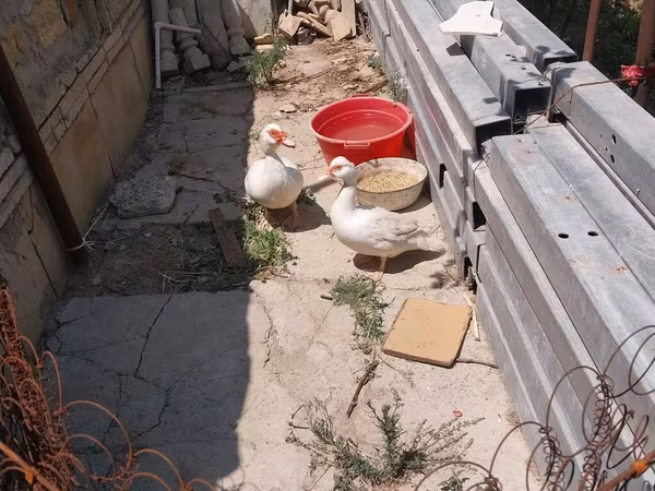 Hausente