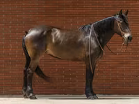 Mare, Friesian — photo 3