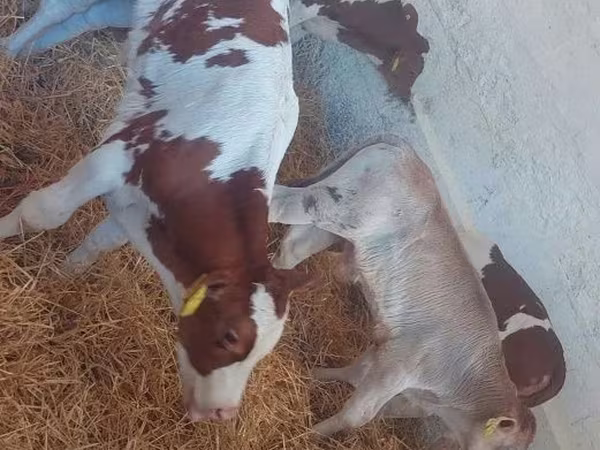 Buğa, Simmental cattle