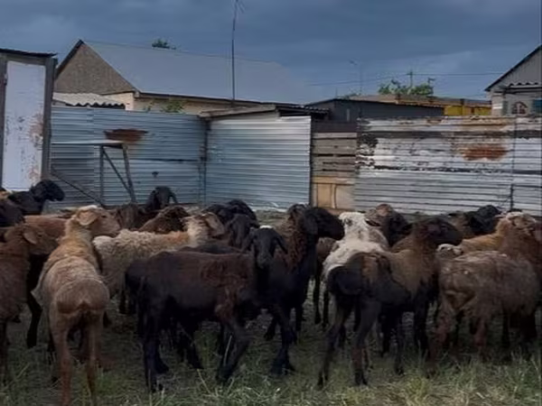 Qoyunlar (partiya, cinsi göstərilməyib), Qoyunlar