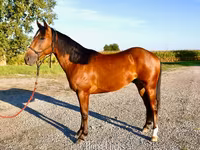 Hengst, Quarter Horse — Foto 2