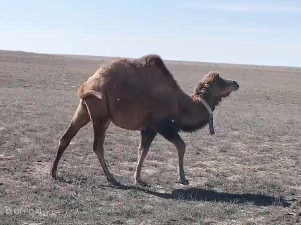 公骆驼, Kazakh Bactrian camel