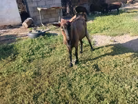 母山羊, Goats — 照片 2