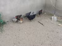 Chickens — 6-rasm