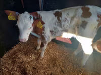 Bulle, Simmental cattle — Foto 2