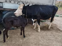 गाय, Russian Black pied cattle — फ़ोटो 2