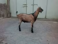 Ziegenbock, Ziegen — Foto 1