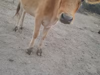Vaca, Ganado vacuno — foto 3