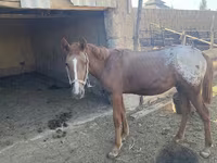 Caballos (lote, sexo no especificado), Caballos — foto 3