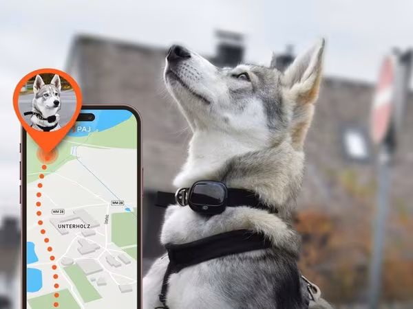 🐾 Ev Heyvanları üçün GPS İzləmə Cihazı Sevimli dostunuz hər zaman