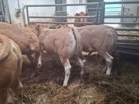 Toro, Blonde d’Aquitane cattle — foto 1