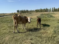 Sigir, Latvian Blue cattle — 6-rasm