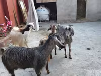 山羊（批次，未指定性别）, Goats — 照片 7