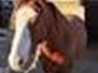 Aygʻir, Kazakh horse — 5-rasm