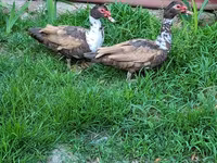 Ducks — फ़ोटो 3