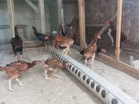 Chickens — 1-сурет