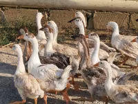 Geese — foto 3