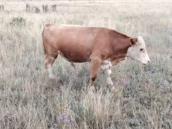 Bull, Kazakh White-headed cow