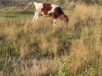 गाय, मवेशी — फ़ोटो 4