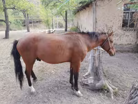 Hengst, Karachay horse — Foto 6