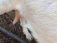 Ziege, Ziegen — Foto 7