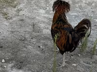 Chickens — photo 4